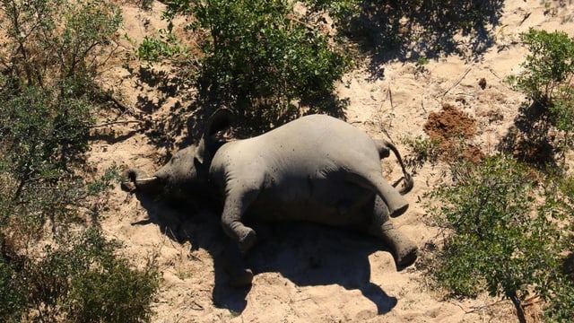 Archiv: Unerklärliches Elefantensterben in Botswana