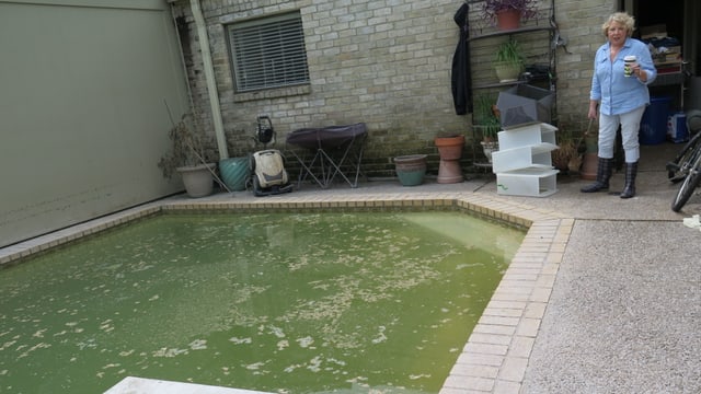 Ein Pool, in den der Hurrikan Fische geschwemmt hat. Ein Pool, in den der Hurrikan Fische geschwemmt hat.