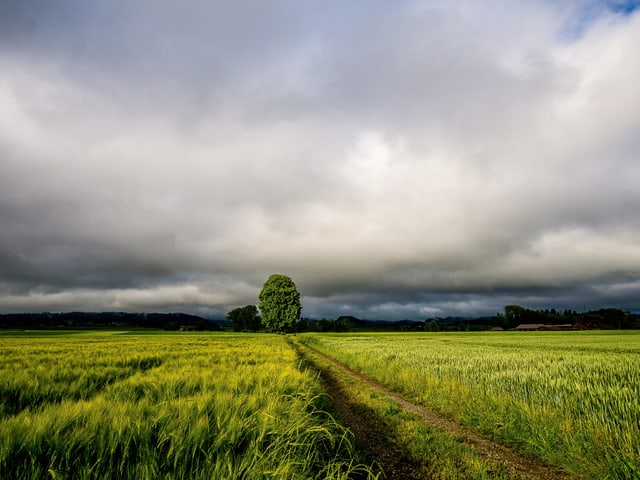 Grünes Kornfeld mit wolkenverhangenem Himmel