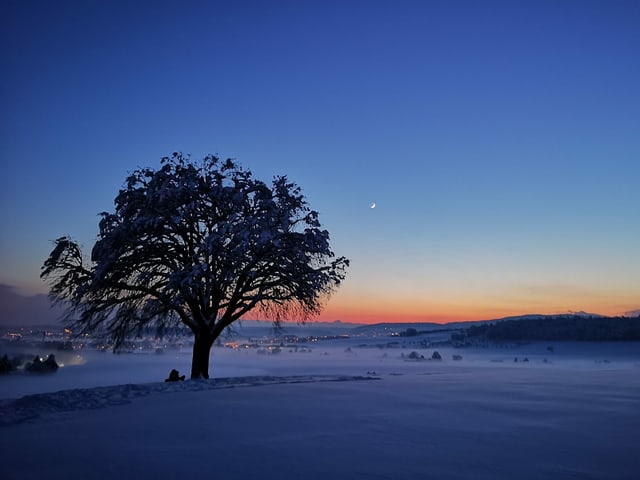 Nebelfeld in Winterlandschaft mit Schnee in der Dämmerung, links ein Baum