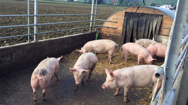 Schweine stehen im Aussengehege herum. Schweine stehen im Aussengehege herum.