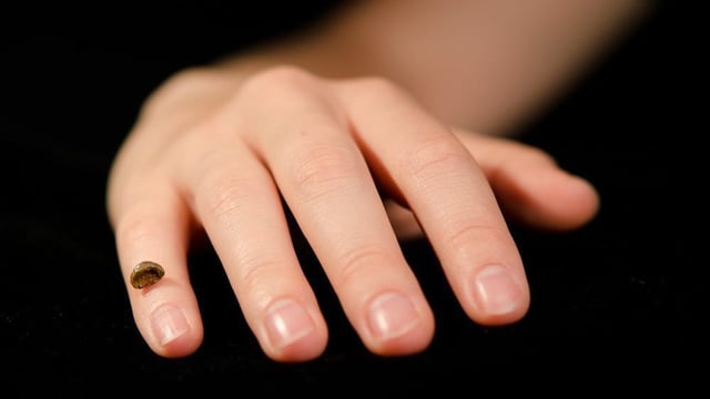 Ein Knochenfundstück platziert auf einer Hand Ein Knochenfundstück platziert auf einer Hand