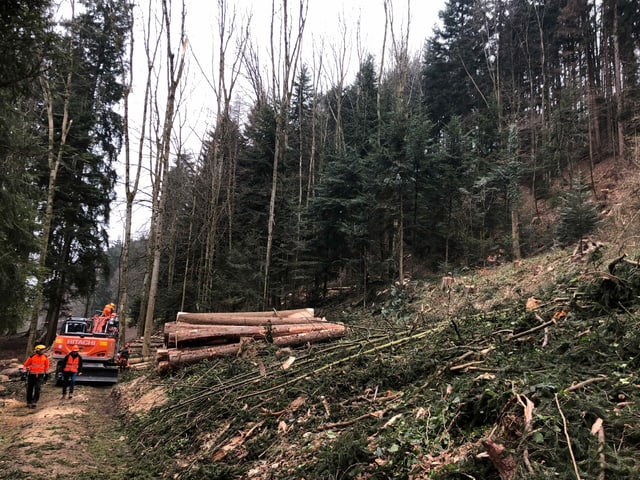 Holzarbeiten im Wald. Holzarbeiten im Wald.