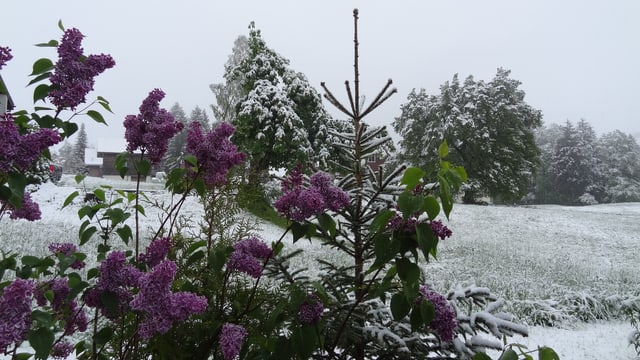 Frisch verschneite Flühlings-Landschaft. Frisch verschneite Flühlings-Landschaft.