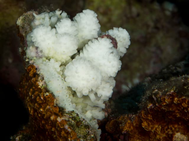 Ausgebleichte Korallen