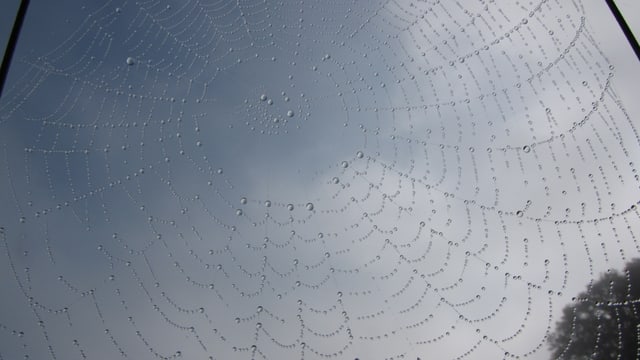 Bald ist wieder die Zeit des Altweibersommers mit seinen Spinnnetzen. Bald ist wieder die Zeit des Altweibersommers mit seinen Spinnnetzen.