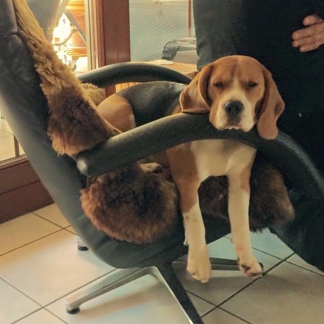 Hund, der auf einem Fell in einem Stuhl hängt. Hund, der auf einem Fell in einem Stuhl hängt.