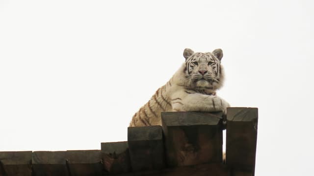 Weisser Tiger auf Holzbalken Weisser Tiger auf Holzbalken