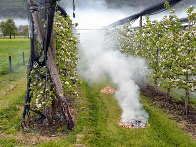 Blühende Bäume, Wiese und rauchendes Feuer.