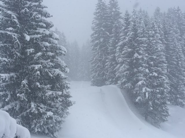 Tief verschneite Bäume, Schneeflocken tanzen durch die Luft.