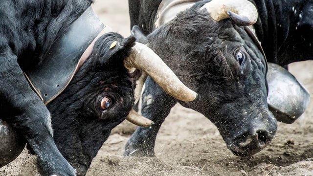 Die schwarzen Kampfkühe stemmen sich mit gesenktem Kopf gegeneinander. Die schwarzen Kampfkühe stemmen sich mit gesenktem Kopf gegeneinander.