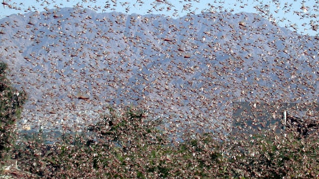 Ein Schwarm voller Wüsteninsekten Ein Schwarm voller Wüsteninsekten