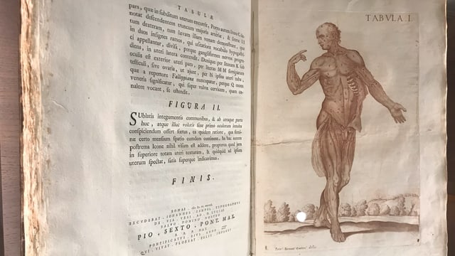 Anatomischer Atlas