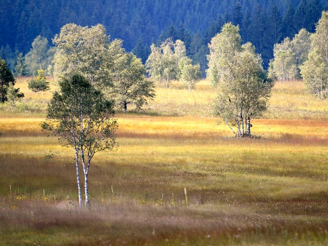 Hochmoor Rothenthurm.