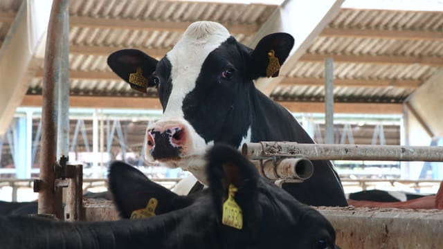 Video «Das System Milch» abspielen Video «Das System Milch» abspielen