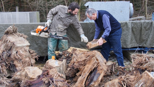 Das Holz der rund 200 Bäume ist zwischen 13'000 und 14'000 Jahren alt. Das Holz der rund 200 Bäume ist zwischen 13'000 und 14'000 Jahren alt.