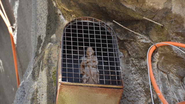 Statue hinter Gitter an Steinwand. Statue hinter Gitter an Steinwand.