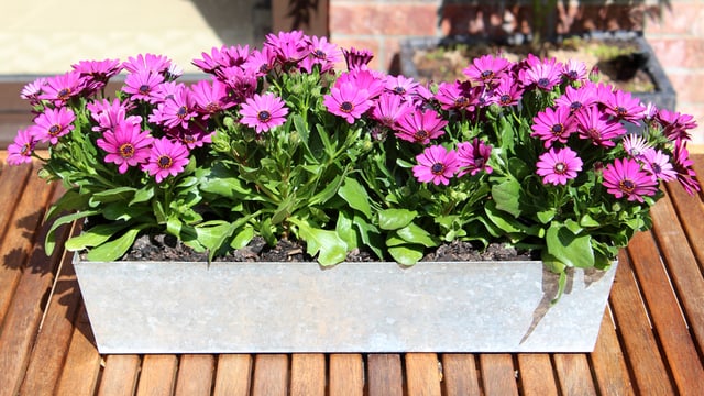Mit Kapmargeriten bringst du auch pink auf deinen Balkon. Mit Kapmargeriten bringst du auch pink auf deinen Balkon.