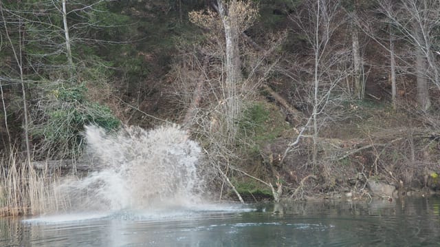 Ein Baumstamm gleitet in den See. Ein Baumstamm gleitet in den See.