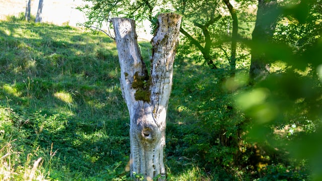 Ein Baumstumpf in der Landschaft. Ein Baumstumpf in der Landschaft.