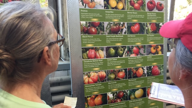 Zwei ältere Menschen stehen vor einem Plakat, auf dem ganz viele Tomatensorten aufgelistet sind. Zwei ältere Menschen stehen vor einem Plakat, auf dem ganz viele Tomatensorten aufgelistet sind.