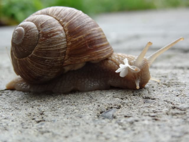Schnecke mit Blume