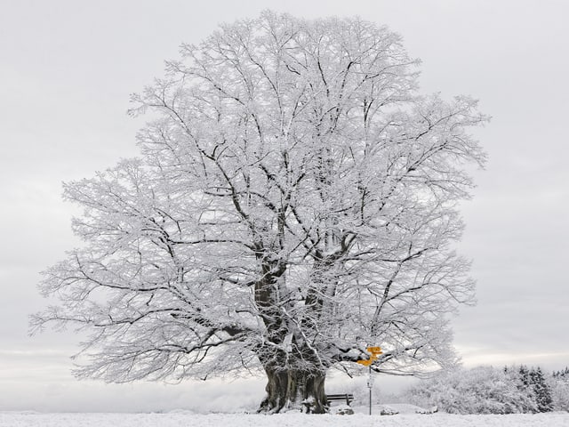 Nach dem Schneefall vom Samstag gab es am Sonntag im Aargau idyllische Bilder, wie hier in Linn.