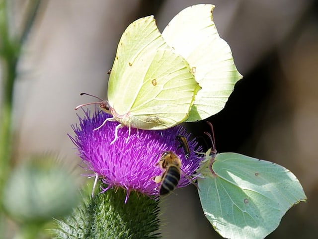 Zwie Falter un eine Biene auf einer Blume Zwie Falter un eine Biene auf einer Blume