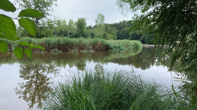 Fluss mit viel Grün. Fluss mit viel Grün.