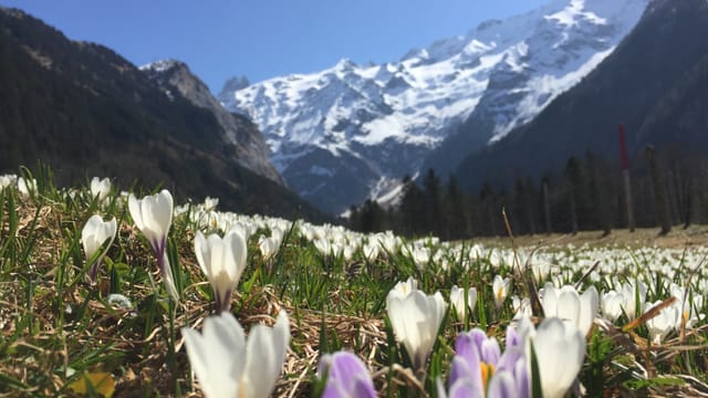 Krokusse in Engelberg läuten den Frühling ein und den Start der Sommerzeit. Krokusse in Engelberg läuten den Frühling ein und den Start der Sommerzeit.