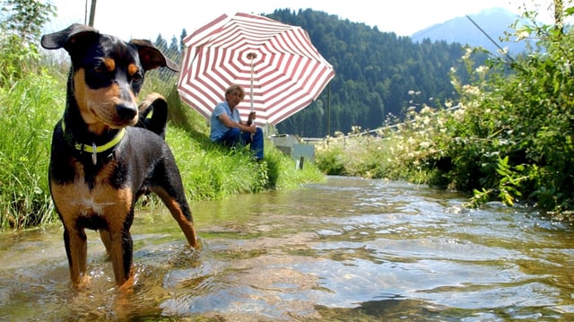 Ein Hund sucht Abkühlung.