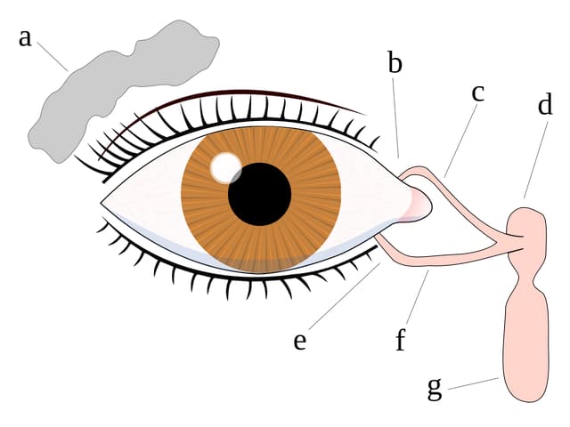 Grafik Auge mit Tränendrüse. Grafik Auge mit Tränendrüse.