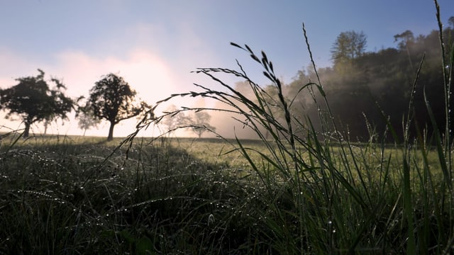Die Sonne scheint auf nasse Gräser, im Hintergrund steigt sogar Nebel auf. Die Sonne scheint auf nasse Gräser, im Hintergrund steigt sogar Nebel auf.