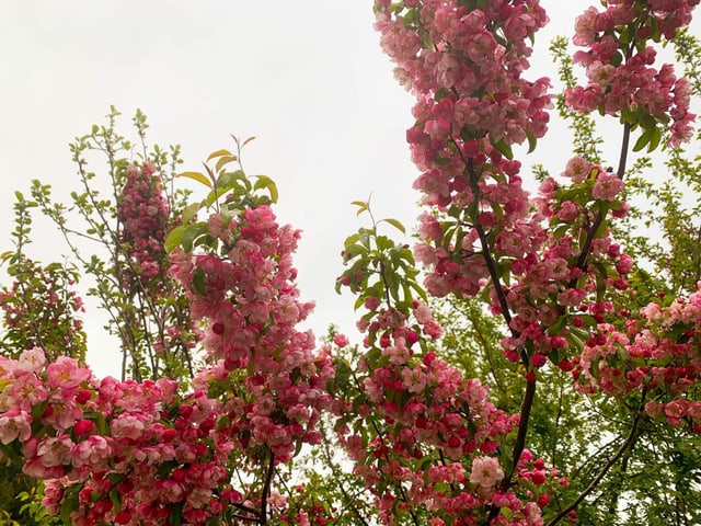 Farbenprächtiger Rhododendronbusch.