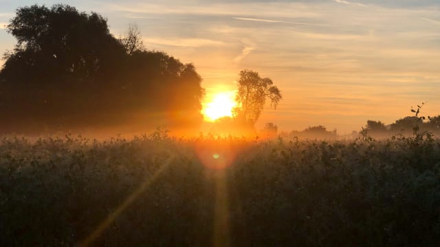 Minimaler Bodennebel im Seeland Minimaler Bodennebel im Seeland