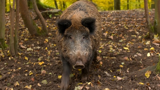 WIldschwein im Wald. WIldschwein im Wald.