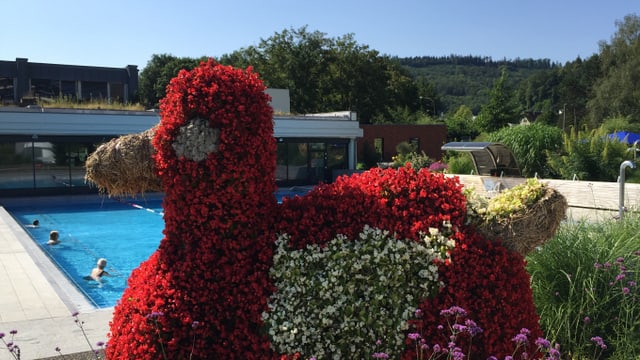 Das Hauptschwimmbecken Das Hauptschwimmbecken