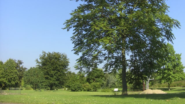 Alleinstehender Baum bei schönem Wetter auf einer Wiese, im Hintergrund weitere Bäume. Alleinstehender Baum bei schönem Wetter auf einer Wiese, im Hintergrund weitere Bäume.