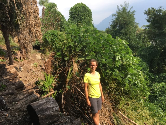 Rimle vor einem Kudzu-Vorkommen Rimle vor einem Kudzu-Vorkommen