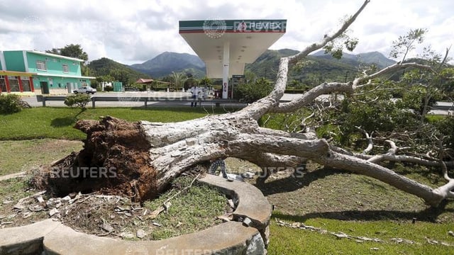 Ein mächtiger Baum liegt entwurzelt auf dem Boden. Ein mächtiger Baum liegt entwurzelt auf dem Boden.