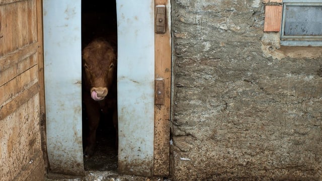Weniger Direktzahlungen für Tiere, dafür mehr für Ökologie und Tierwohl. Weniger Direktzahlungen für Tiere, dafür mehr für Ökologie und Tierwohl.