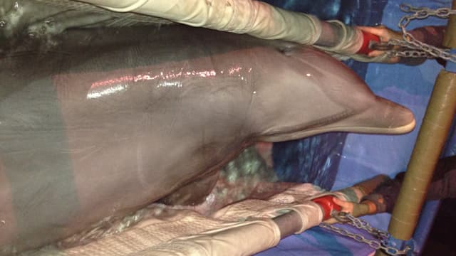 Ein Delfin wird auf einer Tragbare transportiert. Ein Delfin wird auf einer Tragbare transportiert.