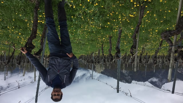 Der Weinbauer steht zwischen den Blumen und den Rebstöcken. Im Hintergrund Berge. Der Weinbauer steht zwischen den Blumen und den Rebstöcken. Im Hintergrund Berge.