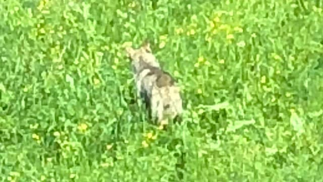 Ein Wolf in einer Wiese Ein Wolf in einer Wiese