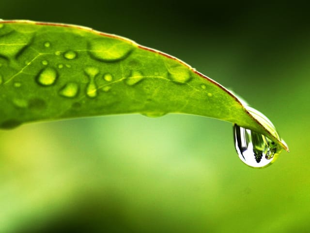 Ein Pflanzenblatt in Grossaufnahme. Es ist ganz grün. Die Strukturen sind gut zu erkennen. Am Blatt klebt ein Wassertropfen.