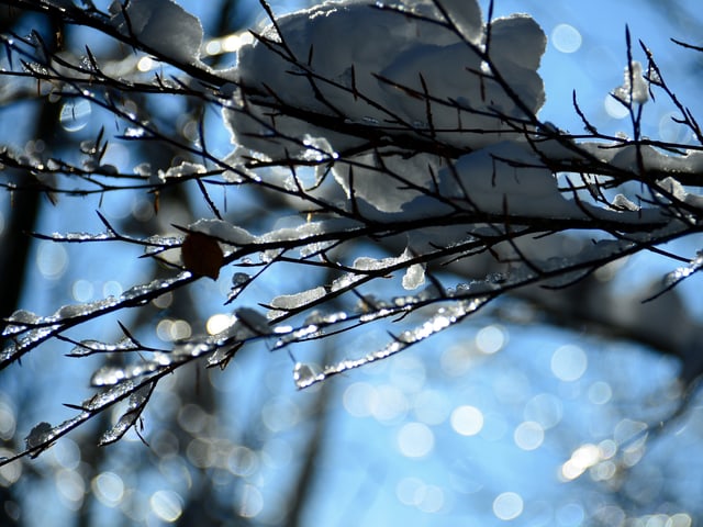 Lichtspiele in den Schneeästen