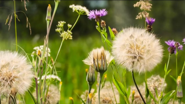 Artenreiche Blumenwiese Artenreiche Blumenwiese