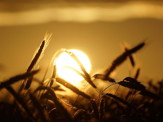 Weizenähren werden von der untergehenden Sonne beleuchtet. Weizenähren werden von der untergehenden Sonne beleuchtet.