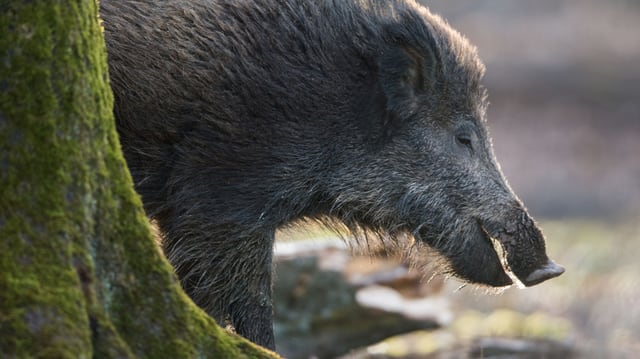 Wildschwein Wildschwein