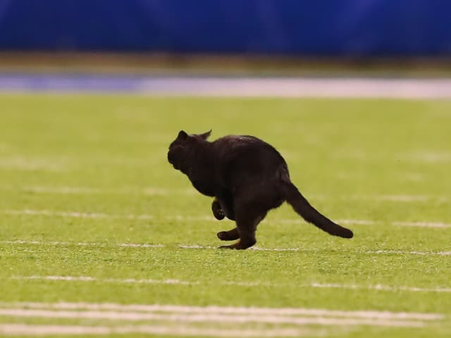 Schwarze Katze im MetLife-Stadion. Schwarze Katze im MetLife-Stadion.